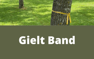 Gielt Band