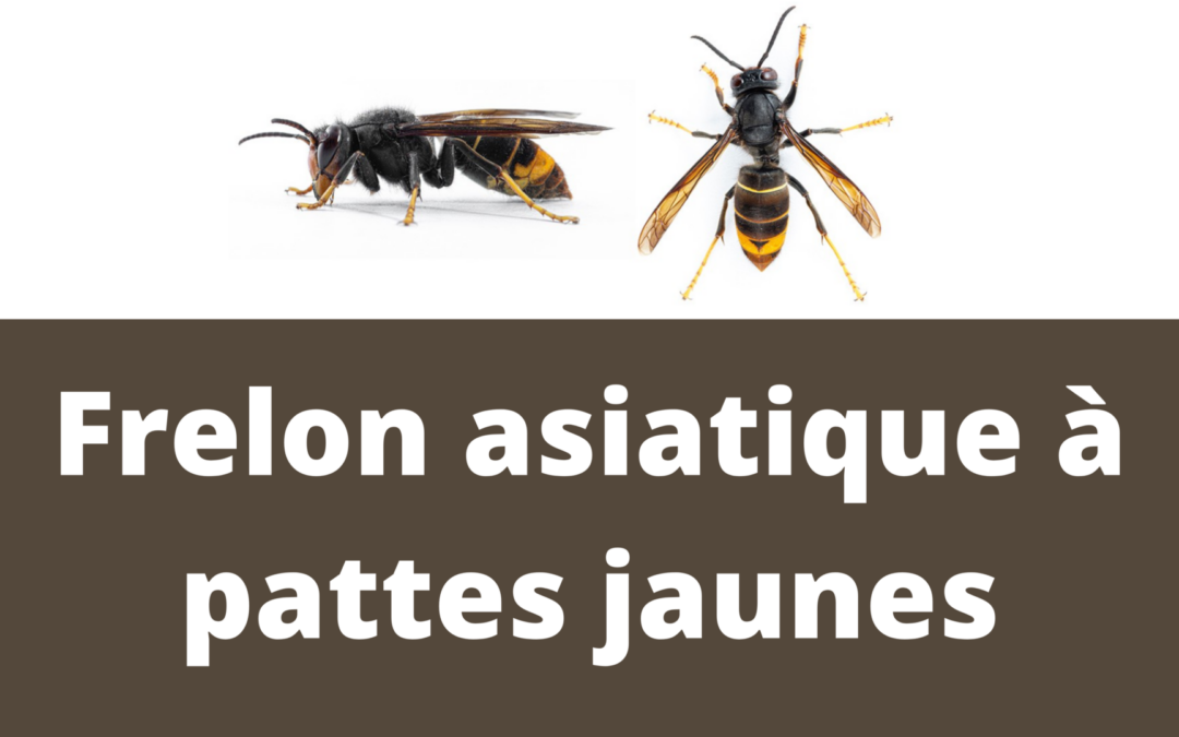 Le Frelon asiatique à pattes jaunes