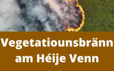 Vegetatiounsbränn am Héije Venn